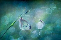 306 - BUTTERFLY IMAGINATION - SABOL PETAR - croatia